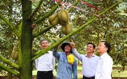 Một nông dân Bà Rịa-Vũng Tàu làm trà túi lọc, đông trùng hạ thảo bán thu về 2 tỷ/năm