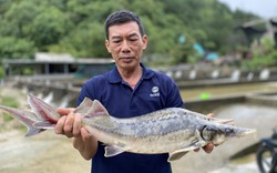 Cơn "mưa vàng" ở Lai Châu và nước mắt nhà nông khi những con cá tầm to như cột nhà ra đi theo nước lũ