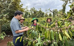 Tìm giải pháp canh tác cà phê thích ứng với biến đổi khí hậu tại Tây Nguyên