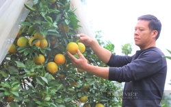 Vốn Quỹ Hỗ trợ nông dân giúp nông dân Hà Tĩnh trồng cây ăn quả đặc sản cho thu nhập cao