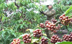 Nghịch lý cà phê tăng giá nhưng người nông dân không vui