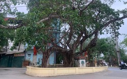 Ngôi làng ven đô Hà Nội sở hữu 3 cây di sản Việt Nam