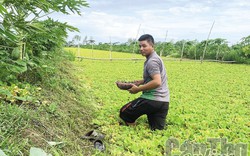 Nuôi loài ốc chỉ ăn bèo, lá bông súng, anh nông dân Cần Thơ bắt lên bán giá 45.000 đồng/kg