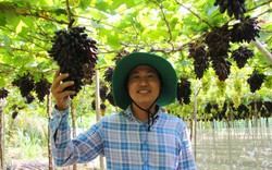 Là người đầu tiên trồng được nho ngón tay đen không hạt, ông nông dân Ninh Thuận đạt giải Nhất cuộc thi giàn nho đẹp