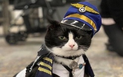 Sân bay thuê mèo làm nhân viên