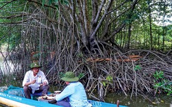 Một cây xum xuê 60 năm tuổi ở Cà Mau khiến nhiều người đến xem, ngồi dưới tán ăn đặc sản đất Mũi