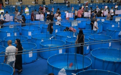 600 cá koi khắp cả nước về TP.HCM dự thi, Chủ tịch Hiệp hội cá koi Nhật Bản cùng 6 chuyên gia chấm giải