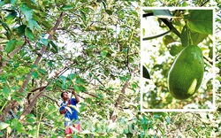 Ở hòn đảo ở Kiên Giang bất ngờ trồng được thứ bơ ngon, ngẩng đầu lên thấy toàn trái treo lủng lẳng