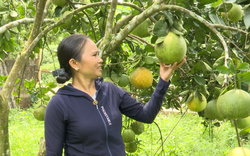 Di dời khỏi vùng lòng hồ thủy điện Sơn La, dân xã Nậm Tăm ở Lai Châu ngày càng khấm khá