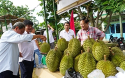 Một huyện của tỉnh Đồng Tháp lần đầu tiên tổ chức lễ hội cho một loại trái cây