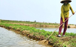 Tôm chết trắng đồng nghi nguồn nước ô nhiễm, nông dân chỉ biết "kêu trời"