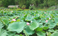 Hồ sen Mó Tu ở Sơn La toàn cây sen tốt ngùn ngụt, hoa to bự, người các nơi đổ về tha hồ chụp ảnh