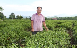 Trót đam mê cây đặc sản, một người Thái Nguyên rời thủ đô về rừng trồng chè, chế biến trà sạch