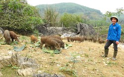 Nuôi la liệt lợn rừng lai nhai lá chuối rau ráu, một anh nông dân đất Yên Lập ở Phú Thọ kiếm bộn tiền
