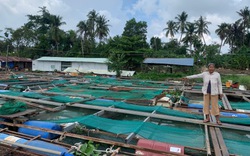 Vụ cá bè chết trên sông Cái ở Đồng Nai: Khoảng 50 tấn cá các loại đã chết