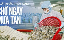 Xuất khẩu thuỷ sản: Chờ ngày mưa tan