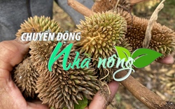 Chuyển động Nhà nông 20/6: Người trồng sầu riêng tại Quảng Ngãi đối mặt với nỗi lo trắng tay