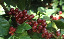 Giá cà phê biến động trái chiều, Robusta vẫn đi lên, cà phê nội tăng trở lại