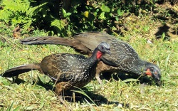 Cà phê phân chim ở Brazil