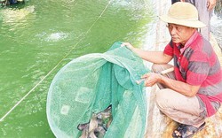 Nuôi thứ cá ăn bổ dưỡng ví như nhân sâm nước, anh nông dân tên Giàu ở Tây Ninh giàu thật