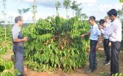 Ở Đắk Nông, cây cà phê giống bất ngờ bán chạy như tôm tươi, nhà vườn "cháy hàng"