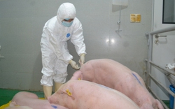 Mỗi năm Việt Nam bố trí trên 500 tỷ đồng cho phòng chống dịch bệnh động vật