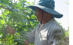 Ông nông dân ở Thái Bình có 30 mẫu ruộng, bán 950 tấn thóc, thu 4 tỷ đồng/năm