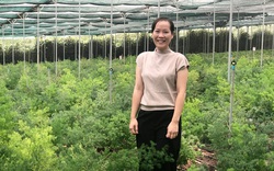 Lâm Đồng: Không trồng chè, cà phê như người ta, cô gái trẻ trồng toàn thứ lá lạ, cắt cành thu tiền tỷ