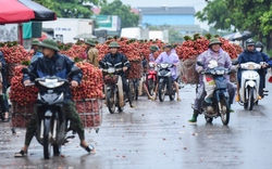 Vải thiều Lục Ngạn vào chính vụ, người dân đội mưa đi bán