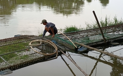 Ngành chức năng ở TT-Huế chưa phát hiện bệnh lý đối với cá chết trên sông Bồ