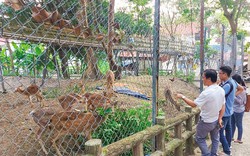 Ở một nơi của Kiên Giang thấy nuôi la liệt loài thú hiền lành này chỉ để cho người trong thiên hạ đến xem