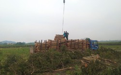 Phía sau vụ việc hàng cây rợp bóng mát trên cao tốc Cầu Giẽ - Ninh Bình bất ngờ bị chặt hạ