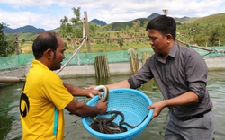 Nuôi thứ cá dài, nghe tên thôi đã thấy tăng cường sức khỏe, nông dân Quảng Ngãi bán 550-600.000 đồng/kg
