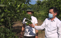 Nông dân Nậm Tăm ở Lai Châu thu nhập khá từ chuyển đổi cây trồng, vật nuôi
