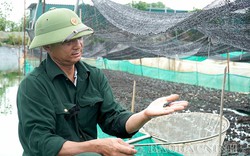 Trên nuôi ếch, dưới nuôi cá rô đồng, chả tốn mấy thức ăn, một anh nông dân Bắc Ninh thu 1 tỷ/năm