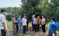 Loại cây cho hạt ăn bổ dưỡng, hỗ trợ giảm mỡ máu, ở huyện này của Kon Tum dân đang trồng thêm