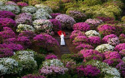 Công viên có hơn 50.000 cây đỗ quyên bung nở hoa ở Nhật Bản