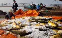 Một ngư dân Hà Tĩnh trúng đậm hơn 3 tấn cá vàng dương, bỏ túi 600 triệu đồng chỉ sau một đêm