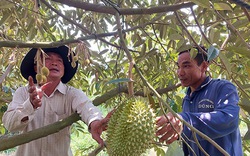 Một ông nông dân Kiên Giang vừa bán 11 tấn sầu riêng lãi ròng hơn nửa tỷ