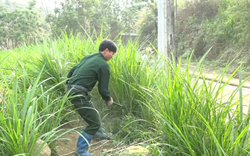 Cựu chiến binh ở Lai Châu làm giàu từ mô hình chăn nuôi tổng hợp