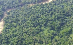 Quảng Ngãi được đầu tư gần 115 tỷ đồng thực hiện dự án rừng Kfw9, giai đoạn 1