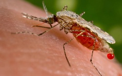 Thế giới nóng lên tạo ra 'kỷ nguyên' của muỗi