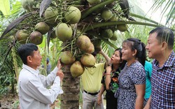 Đây là loại quả ngon ở Trà Vinh nổi tiếng cả nước, chế biến sâu khách nước ngoài rất mê