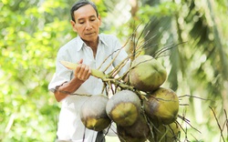 Nỗ lực đàm phán để đưa loại trái trồng nhiều ở Bến Tre, là thức uống vô cùng bổ dưỡng sang Mỹ