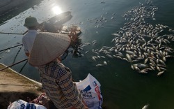 Cá chết do nắng nóng, nhiều hộ nuôi thủy sản ở Hải Dương thiệt hại nặng, chỉ biết kêu trời