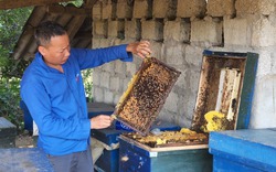 Hưởng lợi từ nghị quyết 07, nông dân Tân Uyên mạnh dạn tăng đàn đại gia súc, nuôi ong lấy mật 
