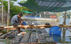 Anh nông dân Phú Quốc nuôi cua biển kiểu mới lạ, cả tuần cho ăn 2 lần, nhấc lên con nào to bán đắt tiền