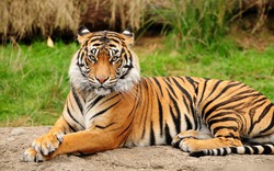 Sơn La: Phát hiện 2 cá thể nghi là hổ