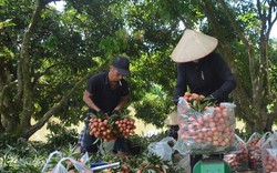 Vùng đất này của Thái Bình có vườn cây 20 năm tuổi, cứ mùa hè là trái chín đỏ rực cả một khúc sông