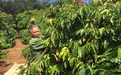 Việt Nam hướng tới sản xuất cà phê tuân thủ quy định của EU về chống suy thoái rừng